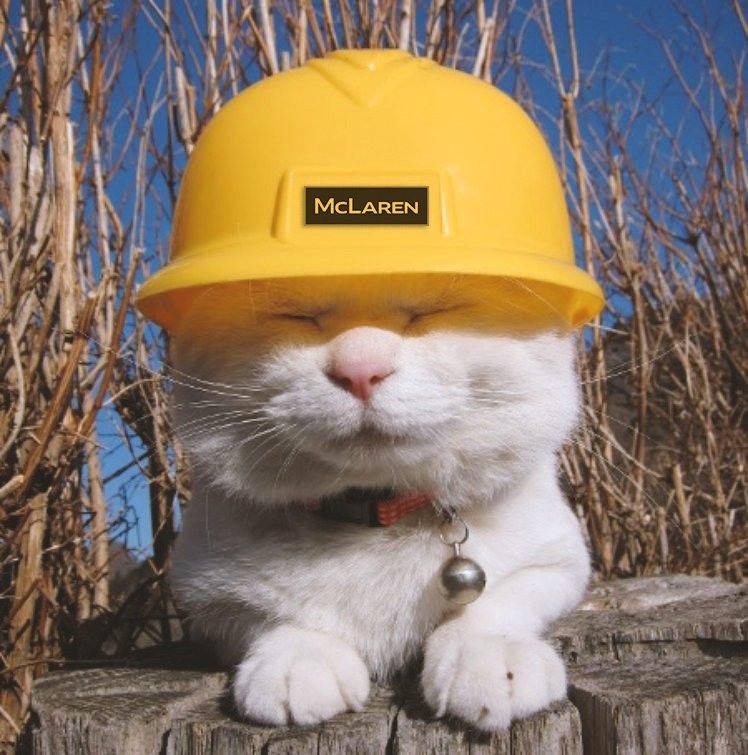 Cat in hardhat
